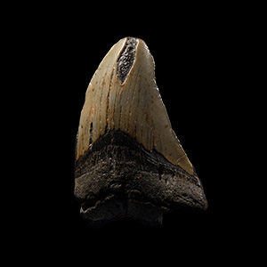 Natural History - Megalodon Giant Shark Fossil Tooth