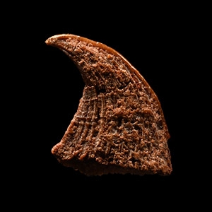Natural History - Fossil Raptor Dinosaur Claw