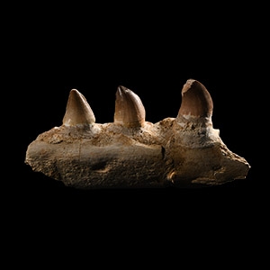Natural History - Mosasaur Fossil Jaw Section