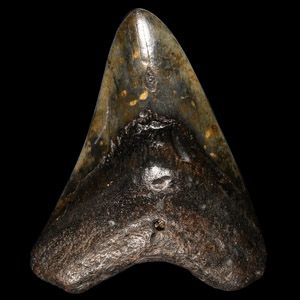Natural History - Megalodon Giant Shark Fossil Tooth