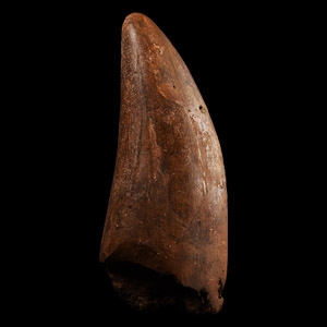 Natural History - Fossil African T-Rex Dinosaur Tooth