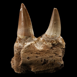 Natural History - Mosasaur Fossil Jaw Section
