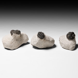 Natural History - Barrandei Fossil Trilobite Group