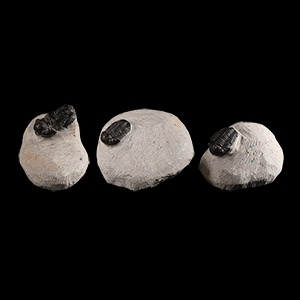 Natural History - Fossil Morocops Trilobite Group