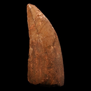 Natural History - Fossil African T-rex Dinosaur Tooth