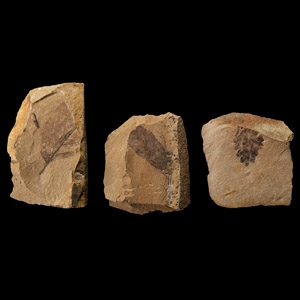 Natural History - Fossil Leaf Group