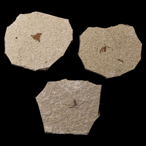 Natural History - Fossil Fly Group