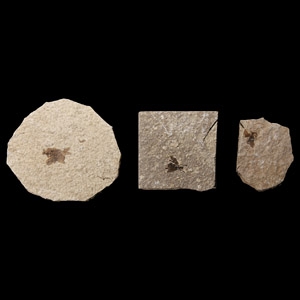 Natural History - Fossil Fly Group