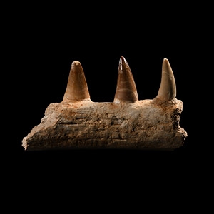 Natural History - Mosasaur Fossil Jaw Section