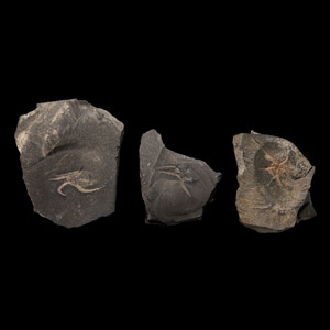 Natural History - Fossil Brittle Star Group