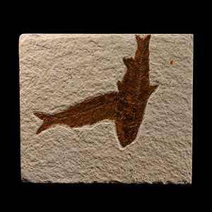 Natural History - Knightia Fossil Fish