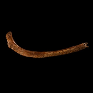 Natural History - Fossil Cave Bear Rib Bone