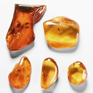 Natural History - Insects in Baltic Amber Group