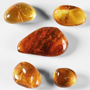Natural History - Insects in Baltic Amber Group