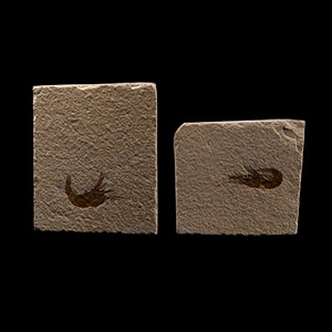 Natural History - Fossil Shrimp Group