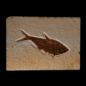 Natural History - Fossil Diplomystus Fish