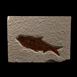 Natural History - Knightia Fossil Fish