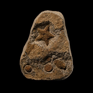 Natural History - Fossil Starfish and Edrioasteroids