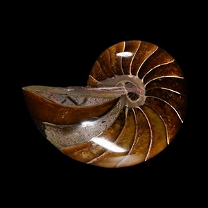 Natural History - Polished Fossil Nautilus