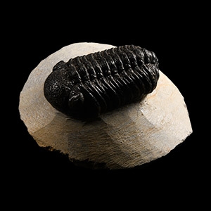 Natural History - Barrandeops Fossil Trilobite