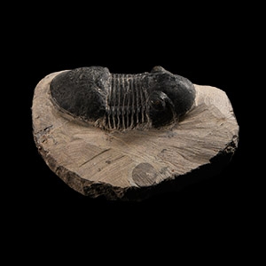 Natural History - Rehamnanus Fossil Trilobite