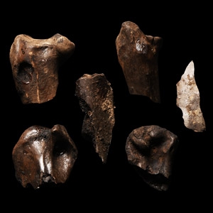 Natural History - Fossil Bird Bone Group