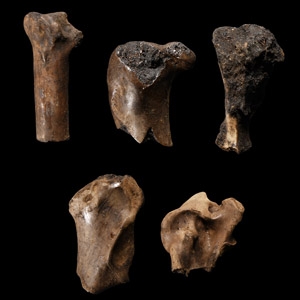 Natural History - Fossil Bird Bone Group
