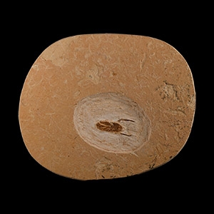 Natural History - Fossil Beetle