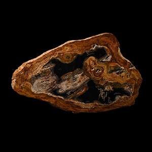 Natural History - Fossil Wood Slice