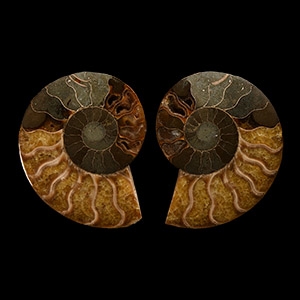 Natural History - Cut and Polished Fossil Cleoniceras Ammonite