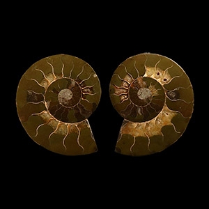 Natural History - Cut and Polished Fossil Cleoniceras Ammonite
