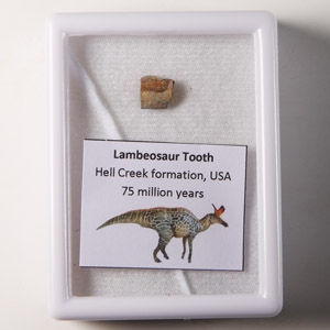 Natural History - Lambeosaurus Hadrosaurid Dinosaur Fossil Tooth