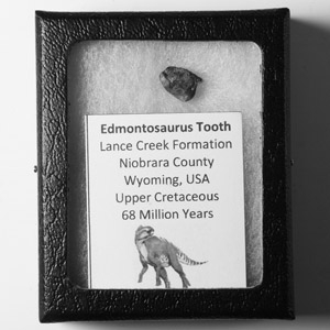 Natural History - Edmontosaurus Hadrosaurid Dinosaur Fossil Tooth