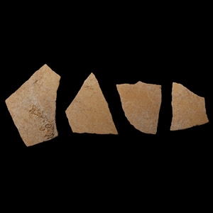 Natural History - Giant Elephant Bird Eggshell Group