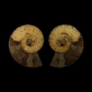 Natural History - Cut and Polished Fossil Ammonite