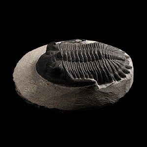 Natural History - Mesacristata Fossil Trilobite
