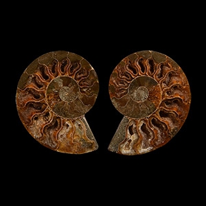 Natural History - Cut and Polished Fossil Ammonite
