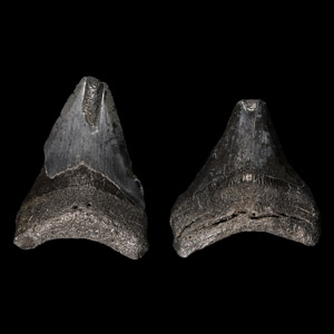 Natural History - Juvenile Megalodon Giant Shark Fossil Tooth Group