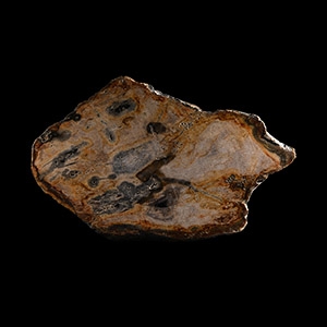 Natural History - Fossil Wood Slice