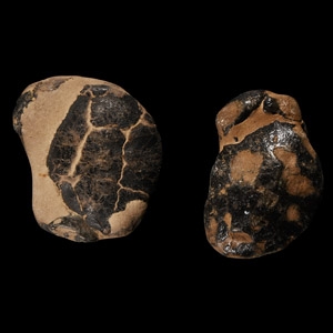 Natural History - English Fossil Crab Group