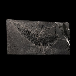 Natural History - Fossil Macrolepidotus Fish