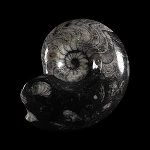 Natural History - Sporadoceras Fossil Goniatite