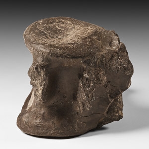 Natural History - Marine Crocodile Fossil Vertebra
