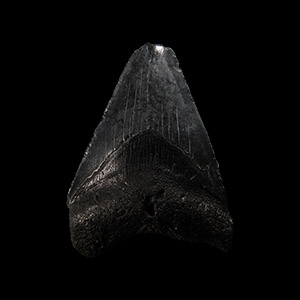 Natural History - Megalodon Giant Shark Fossil Tooth