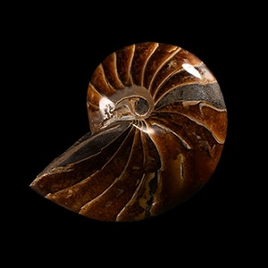 Natural History - Polished Fossil Nautilus