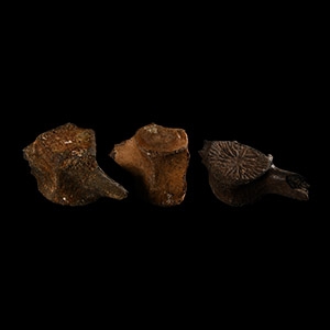 Natural History - Fossil Dolphin Vertebra Group