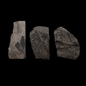 Natural History - British Fossil Fern Group