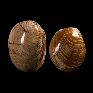 Natural History - Fossil Bivalve Group
