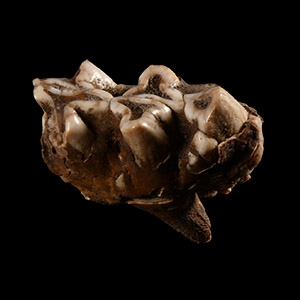 Natural History - Dwarf Hippopotamus Molar Tooth