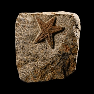 Natural History - Fossil Starfish